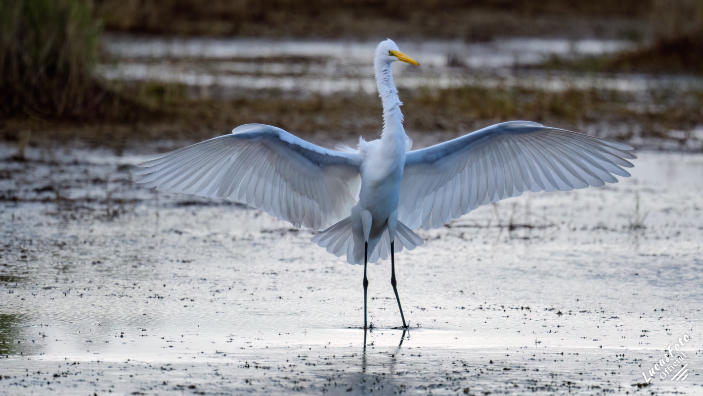 Great Egret