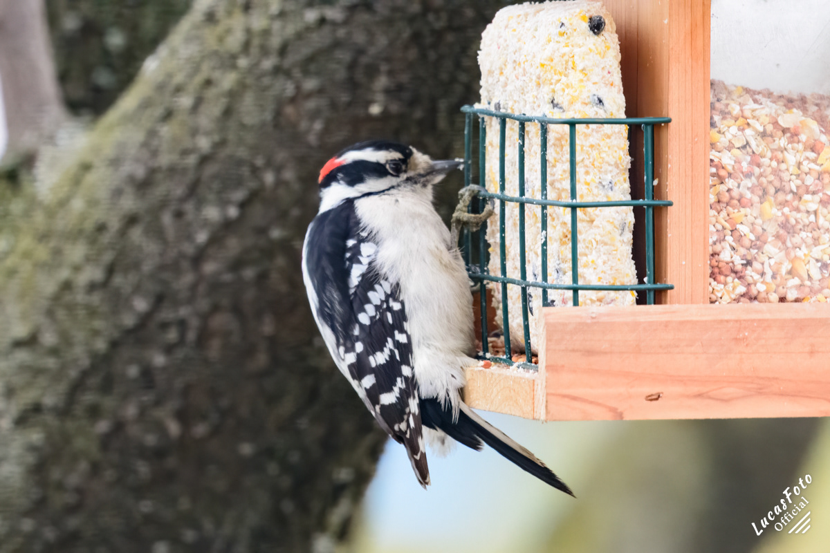 Downy Woodpecker