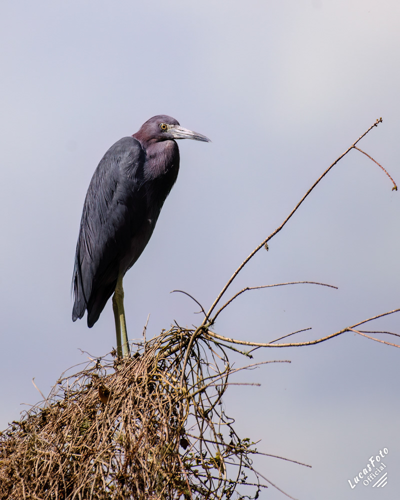 Little Blue Heron