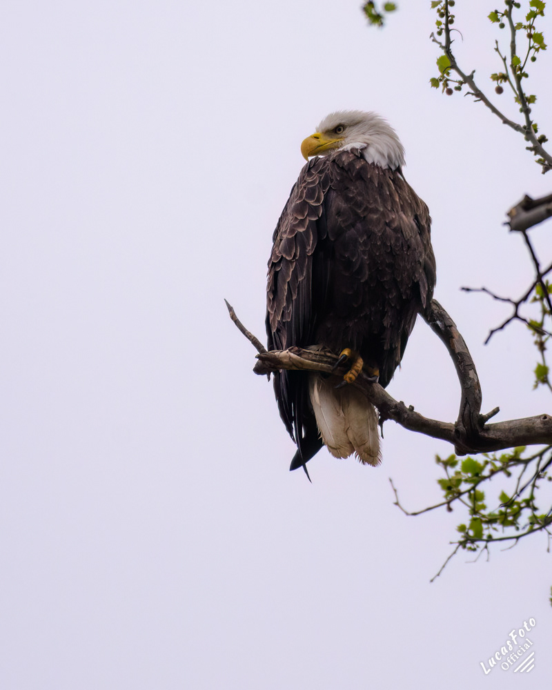 Bald Eagle