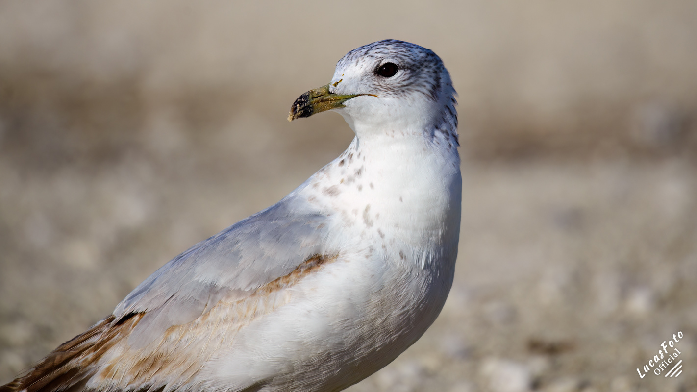 Ring-billed Gull