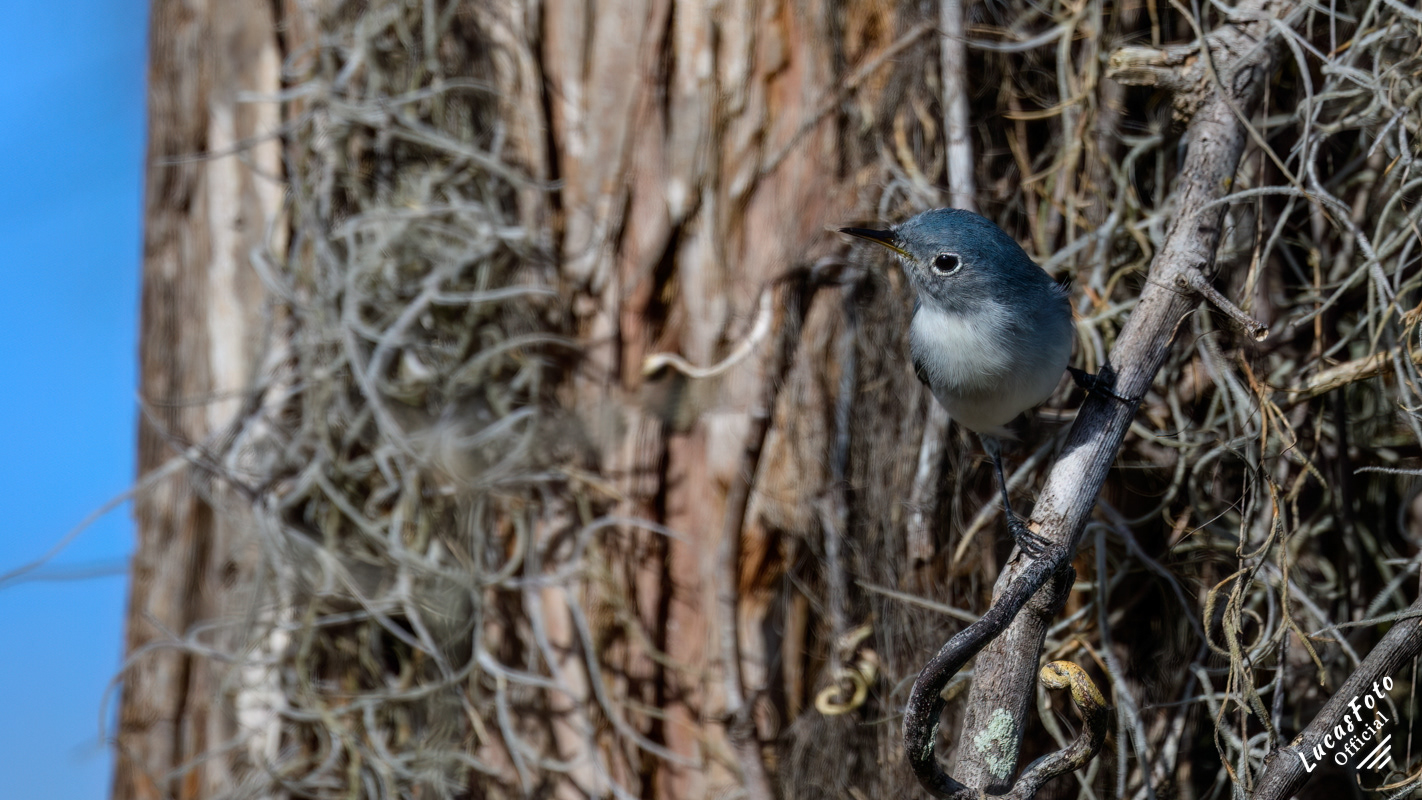 Blue-gray Gnatcatcher