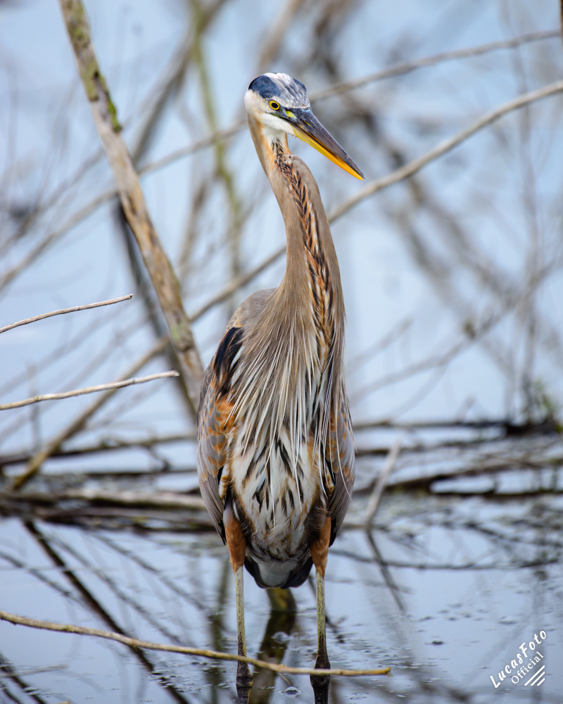 Great Blue Heron