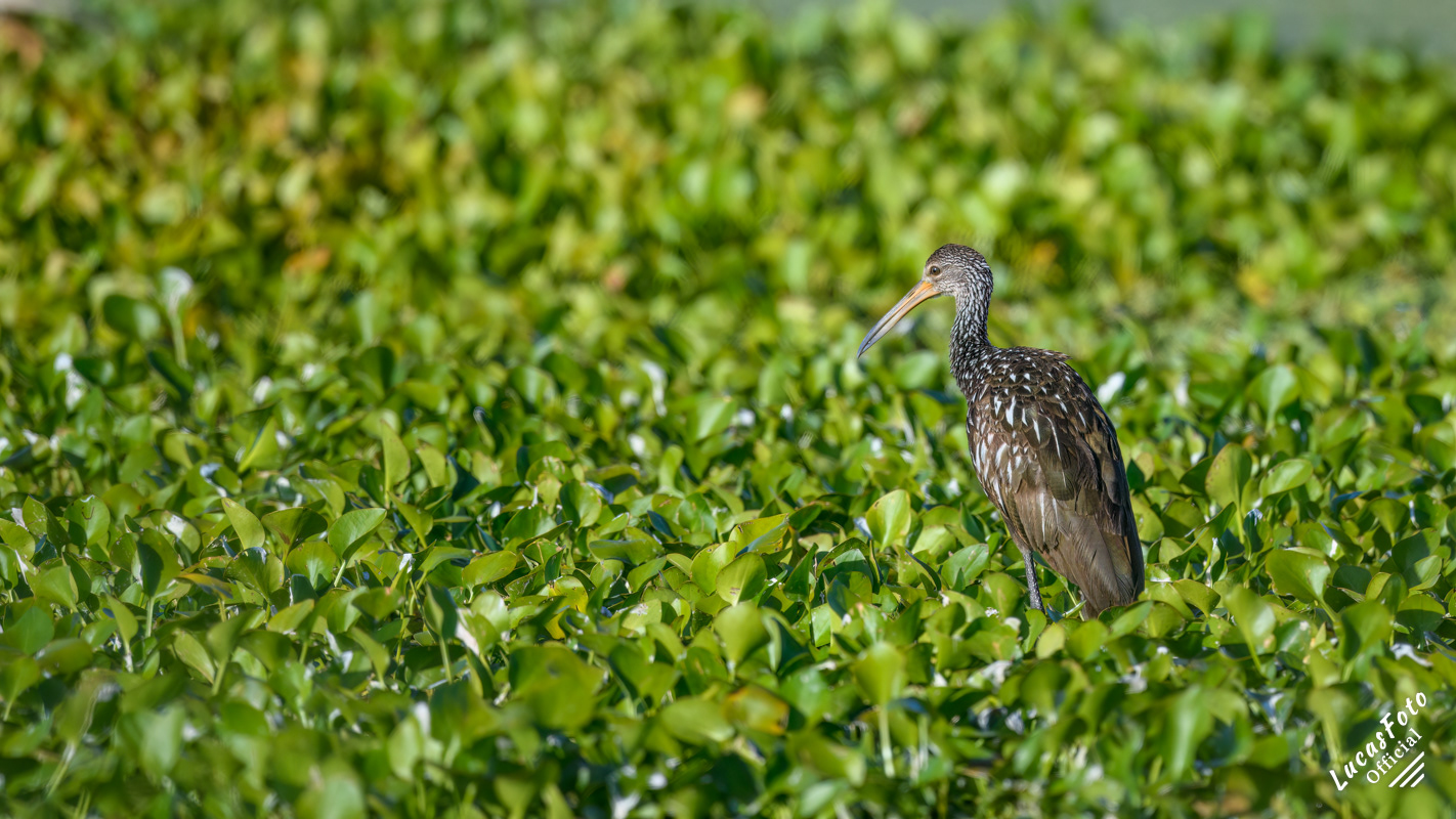 Limpkin