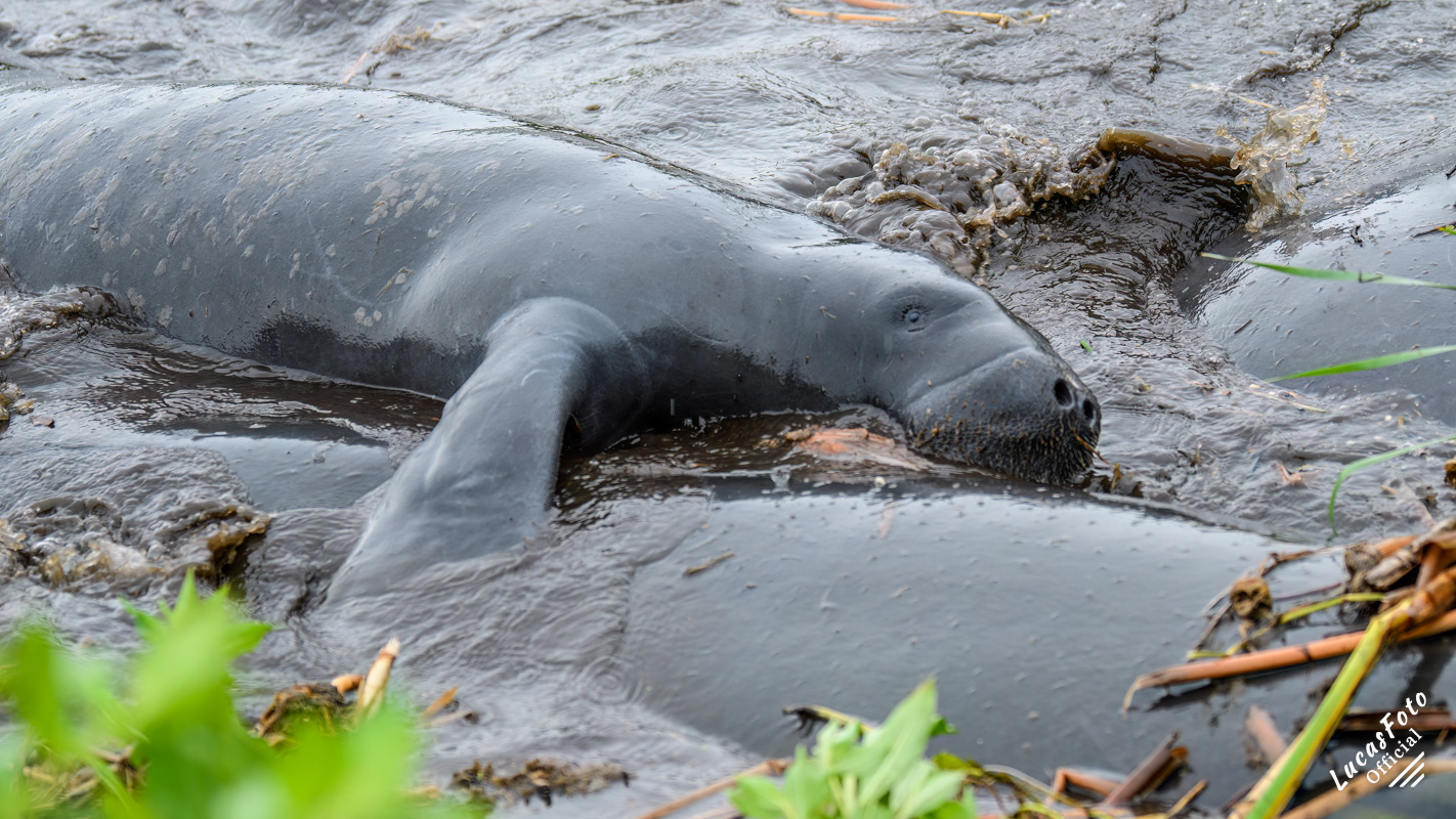 Manatee Mating Ball/Herd
