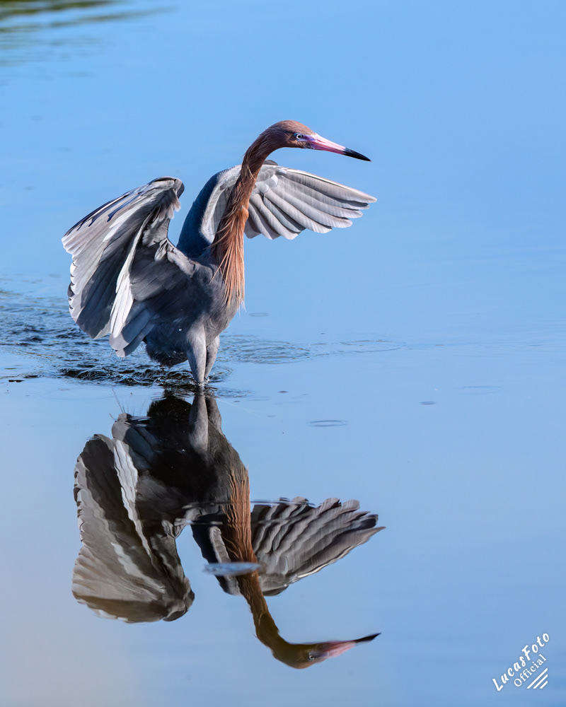 Reddish Egret