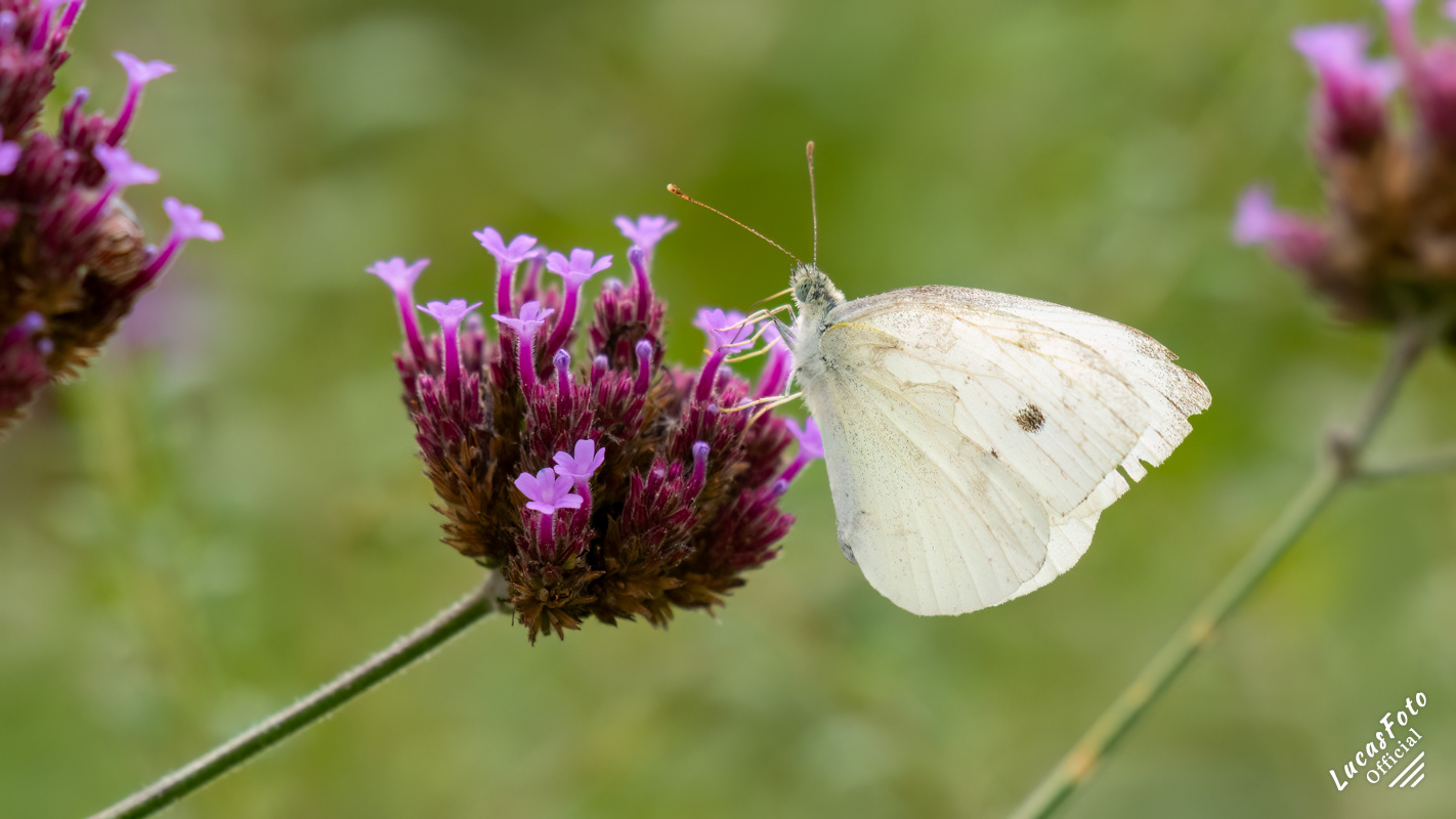 Cabbage White