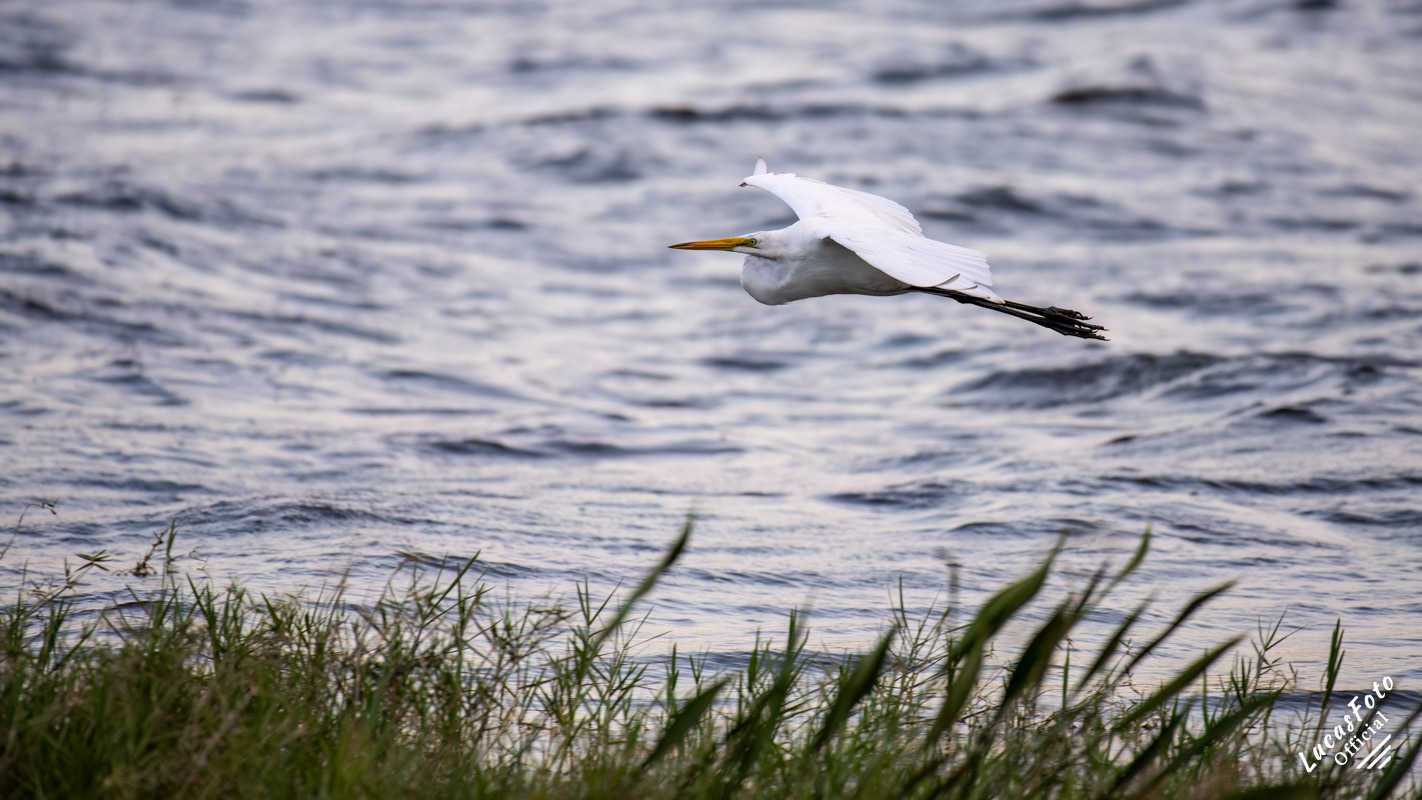 Great Egret