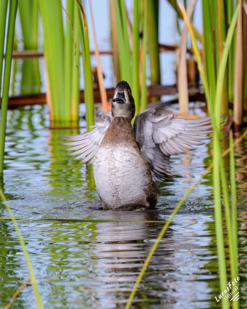 Ring-necked Duck