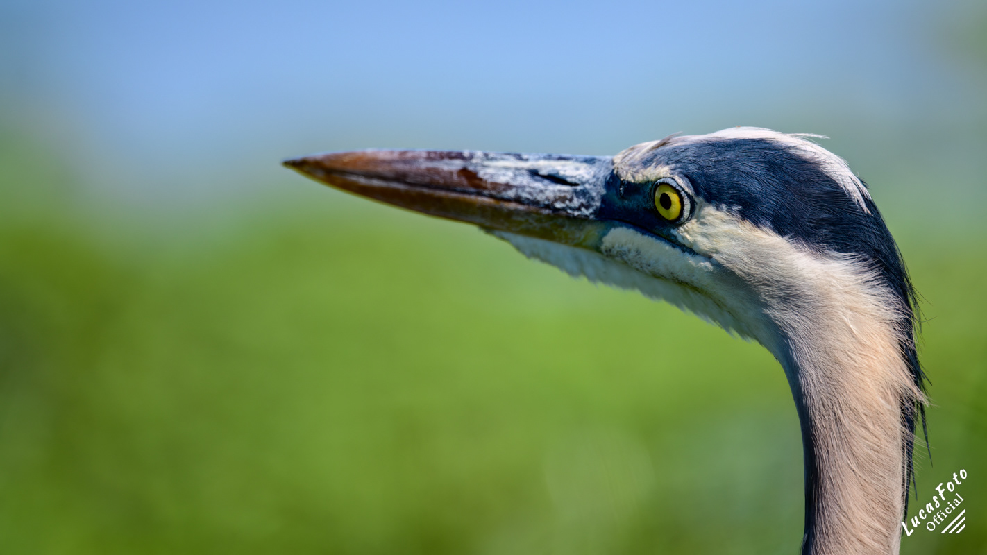 Great Blue Heron