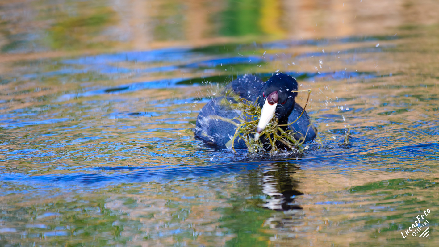 American Coot