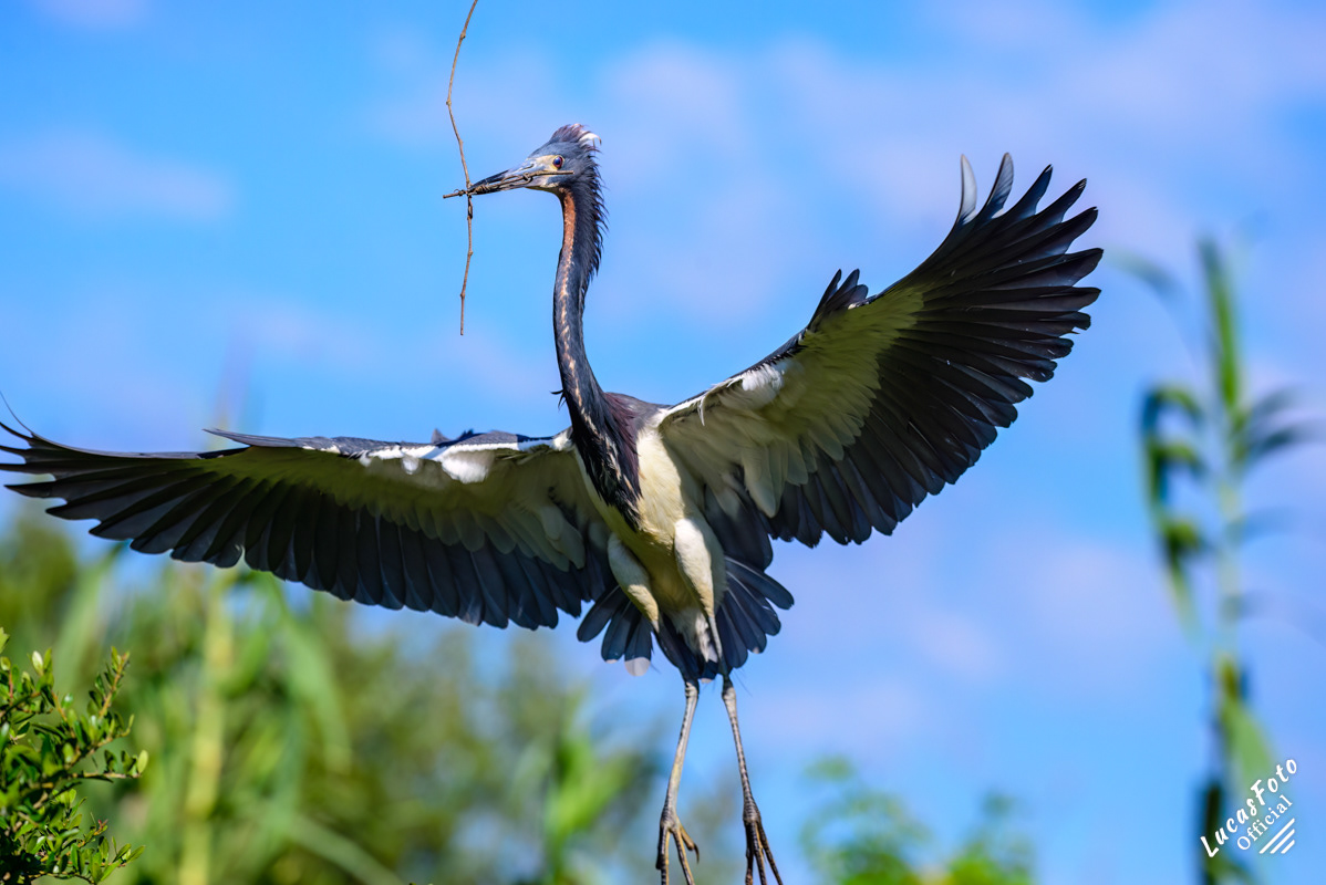 Tricolored Heron