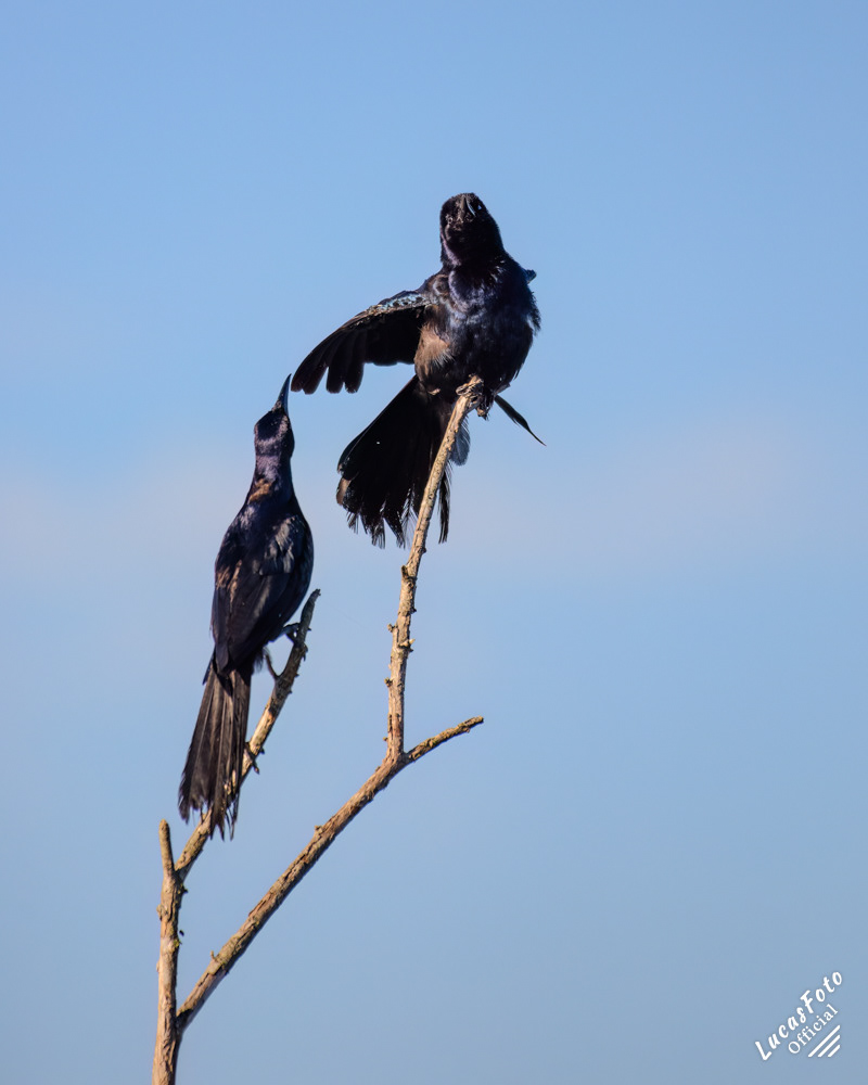 Boat-tailed Grackle