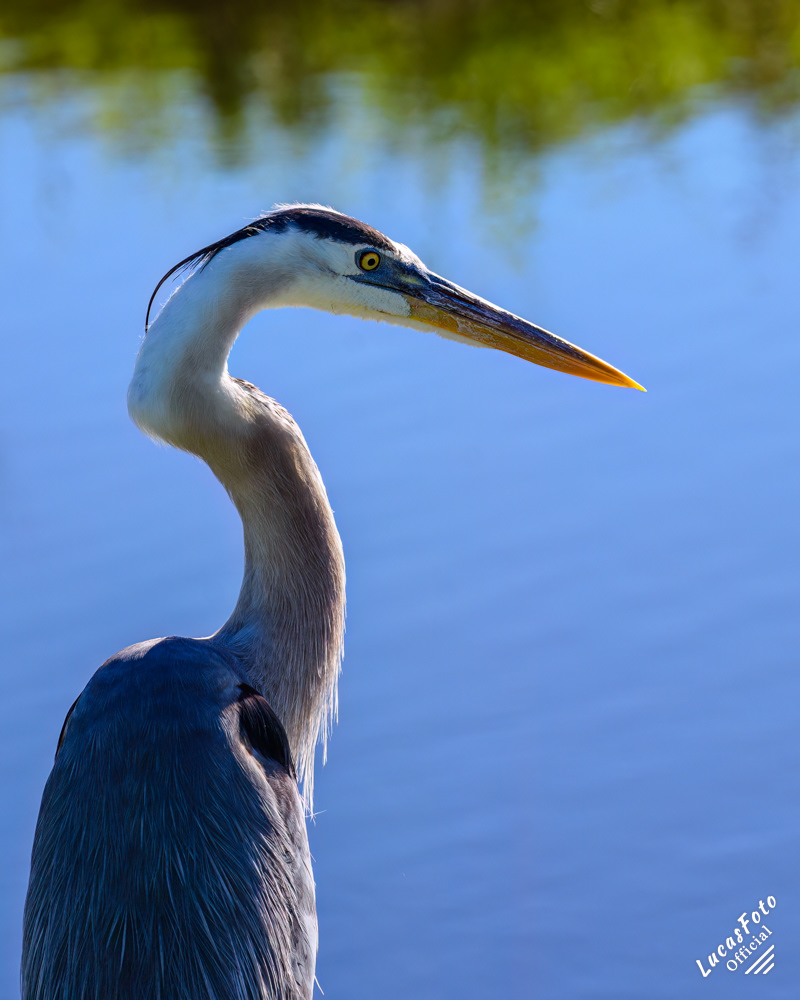 Great Blue Heron AKA Crooked Neck