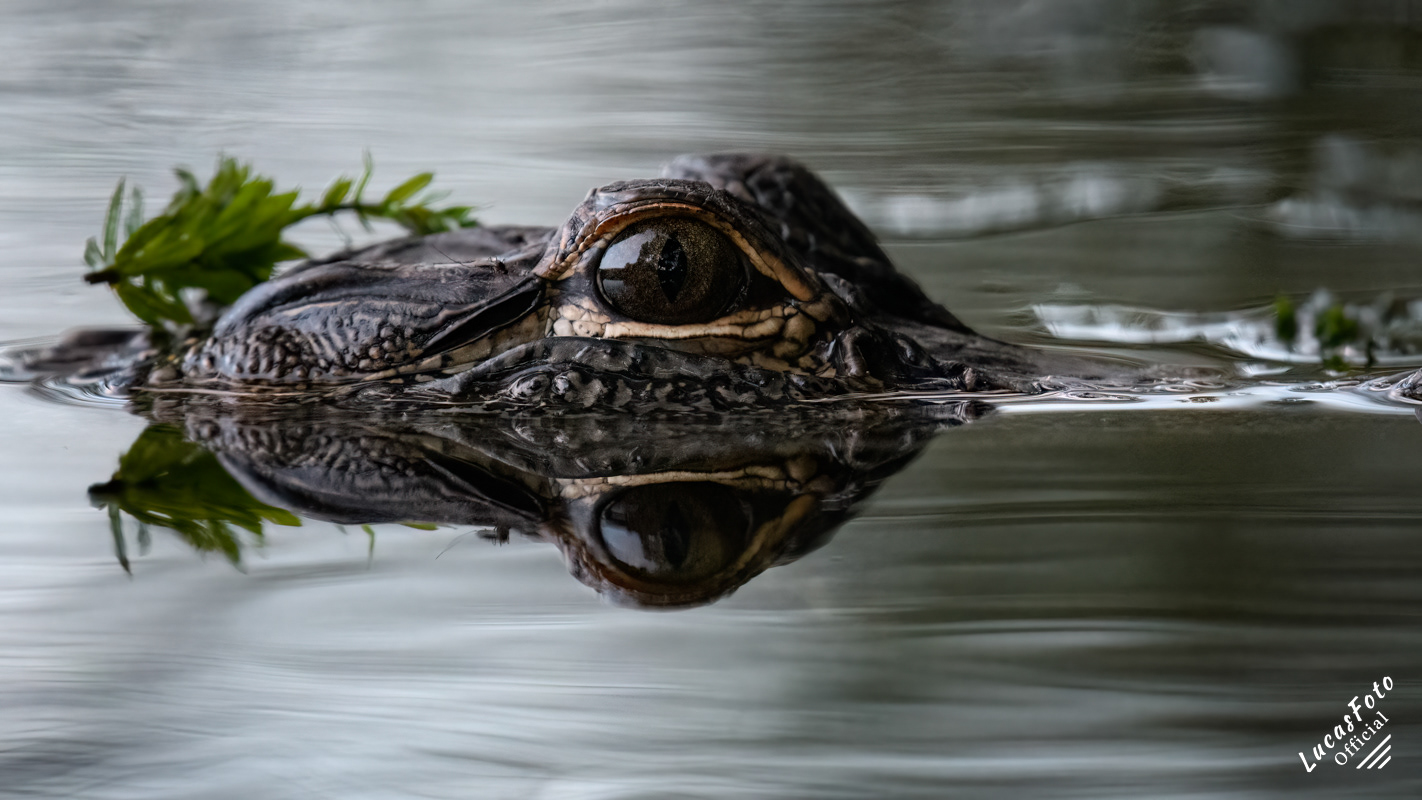 Alligator