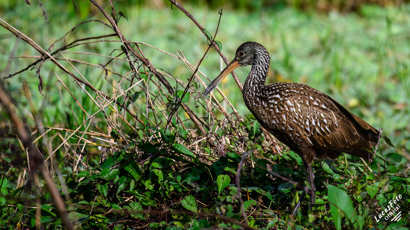 Limpkin