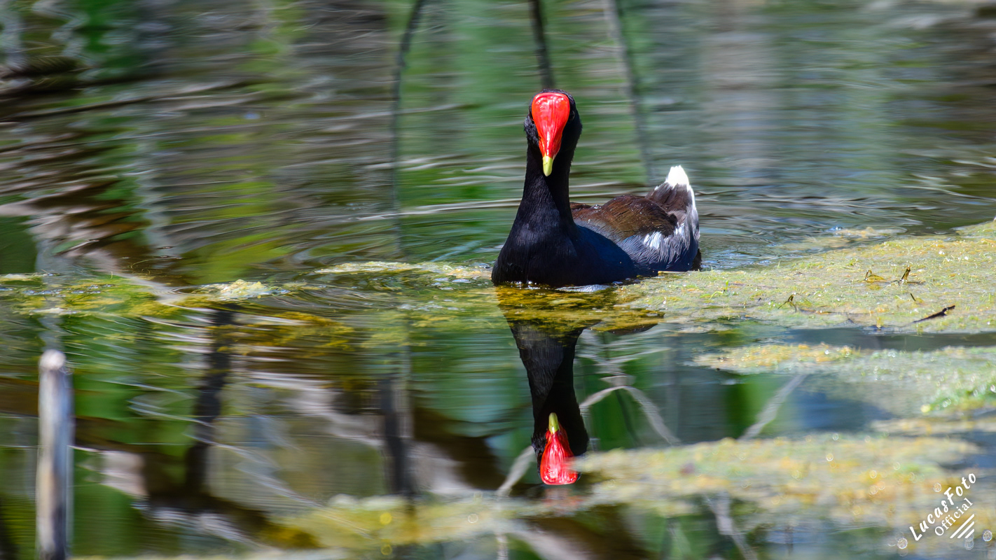 Common Gallinule