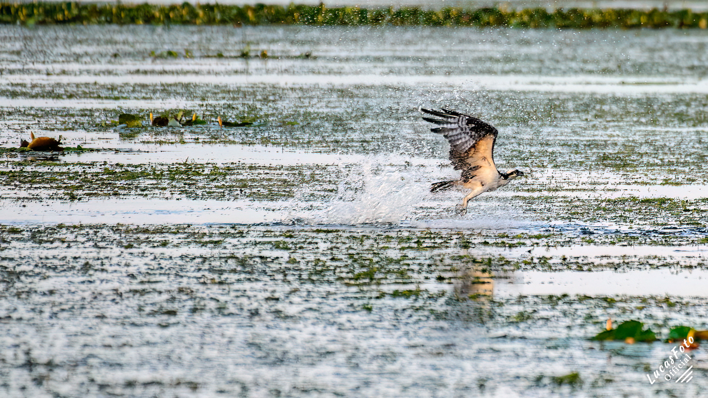 Osprey