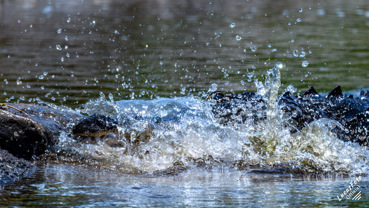 Alligator