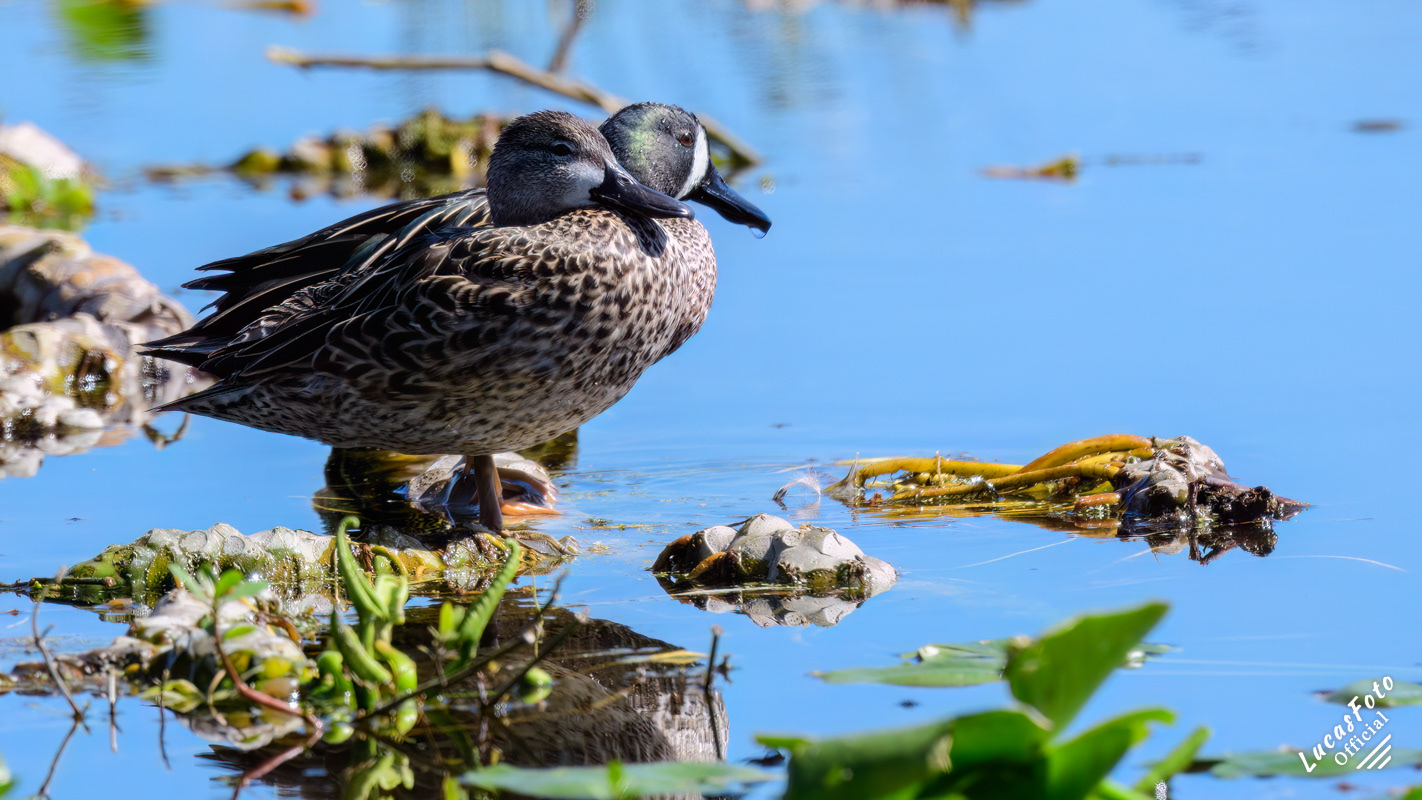 Blue-winged Teal