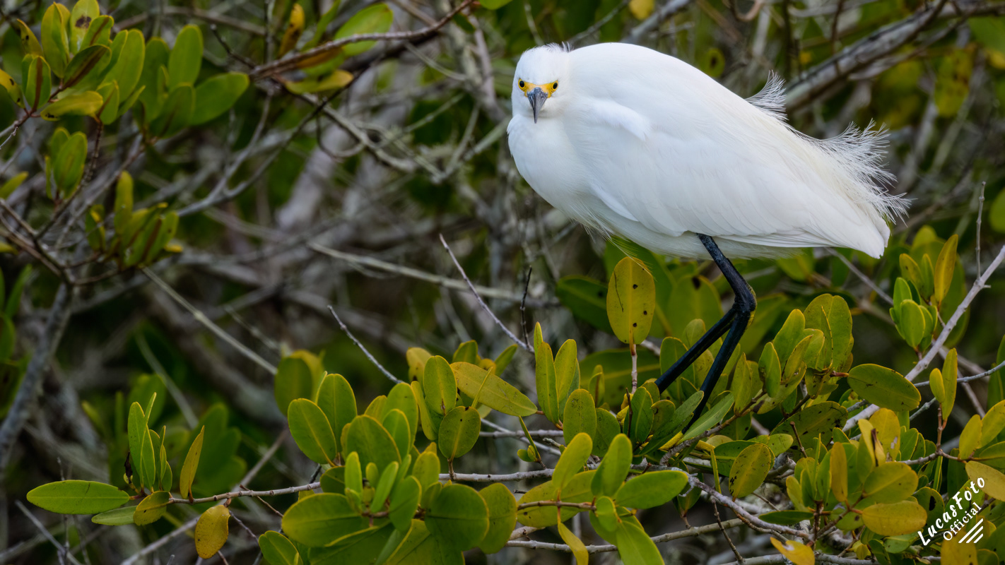 Snowy Egret