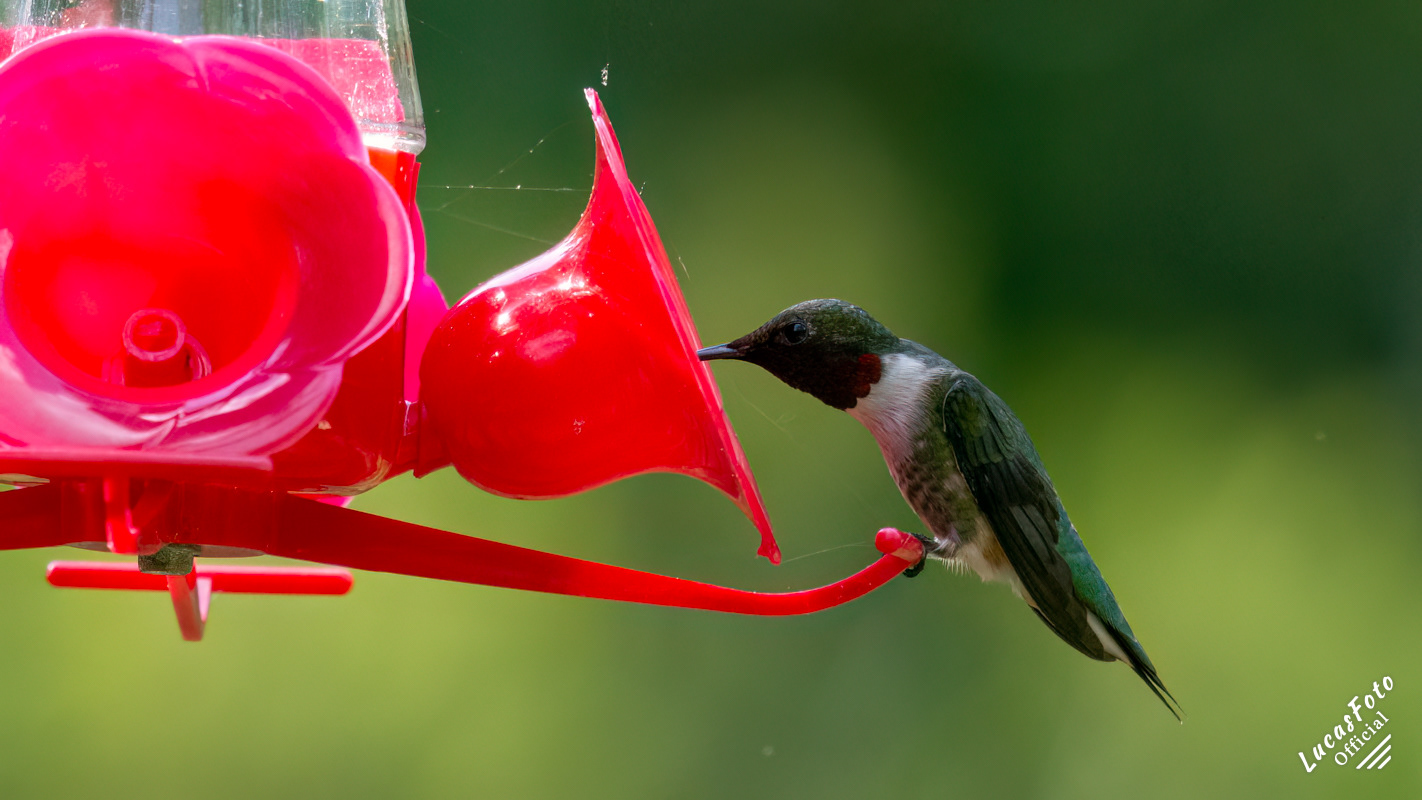 Ruby-throated Hummingbird
