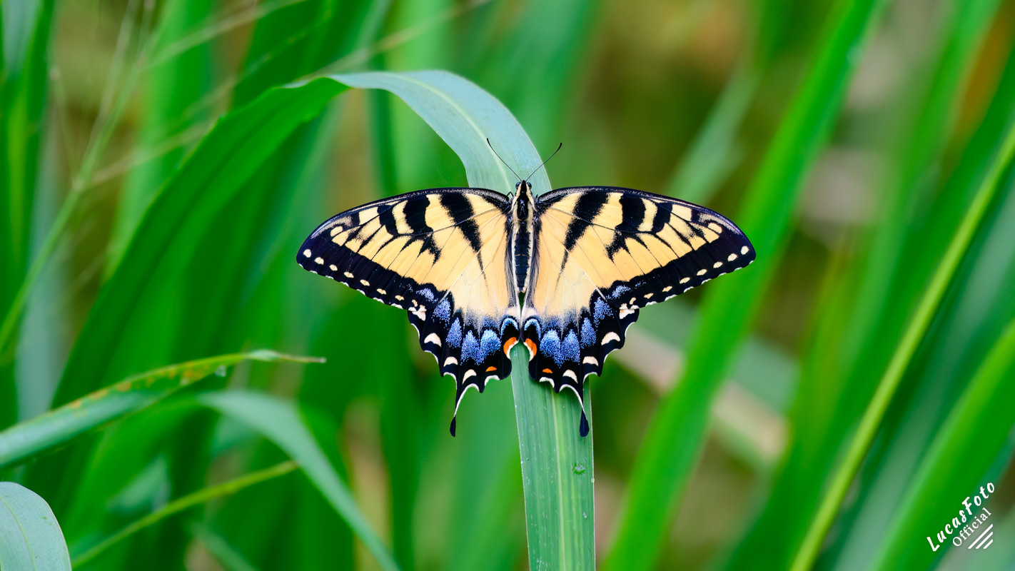 Tiger Swallowtail