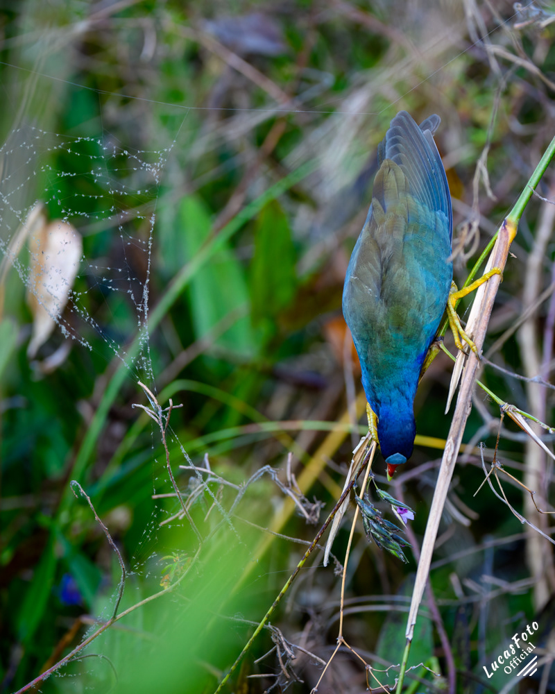 Purple Gallinule