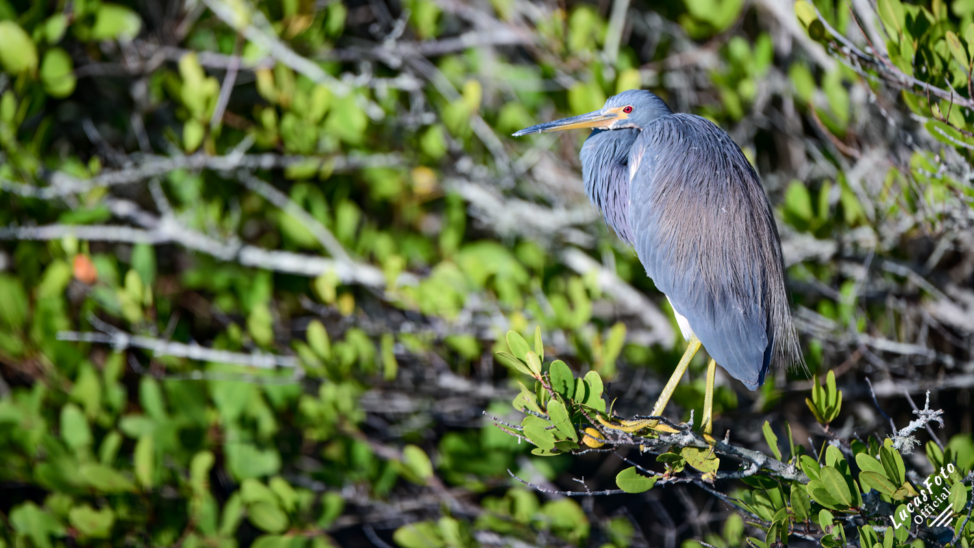 Tricolored Heron