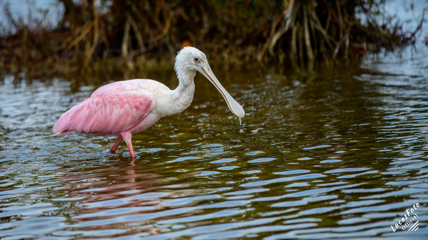 Roseate Spoonbill