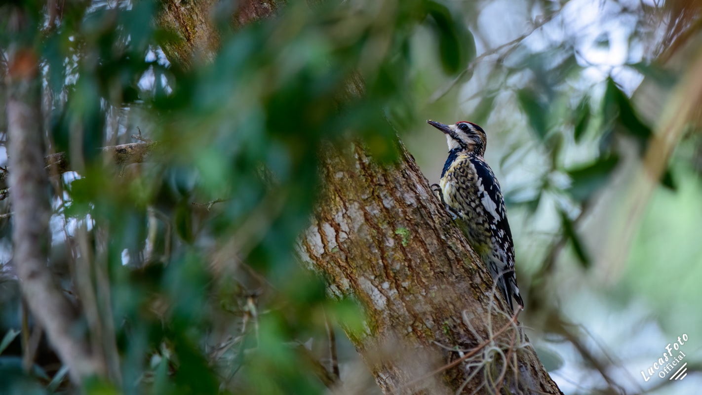 Yellow-bellied Sapsucker