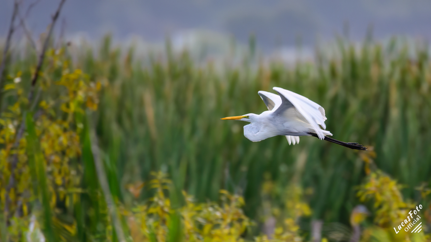 Great Egret