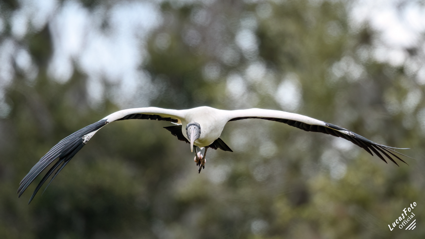 Wood Stork
