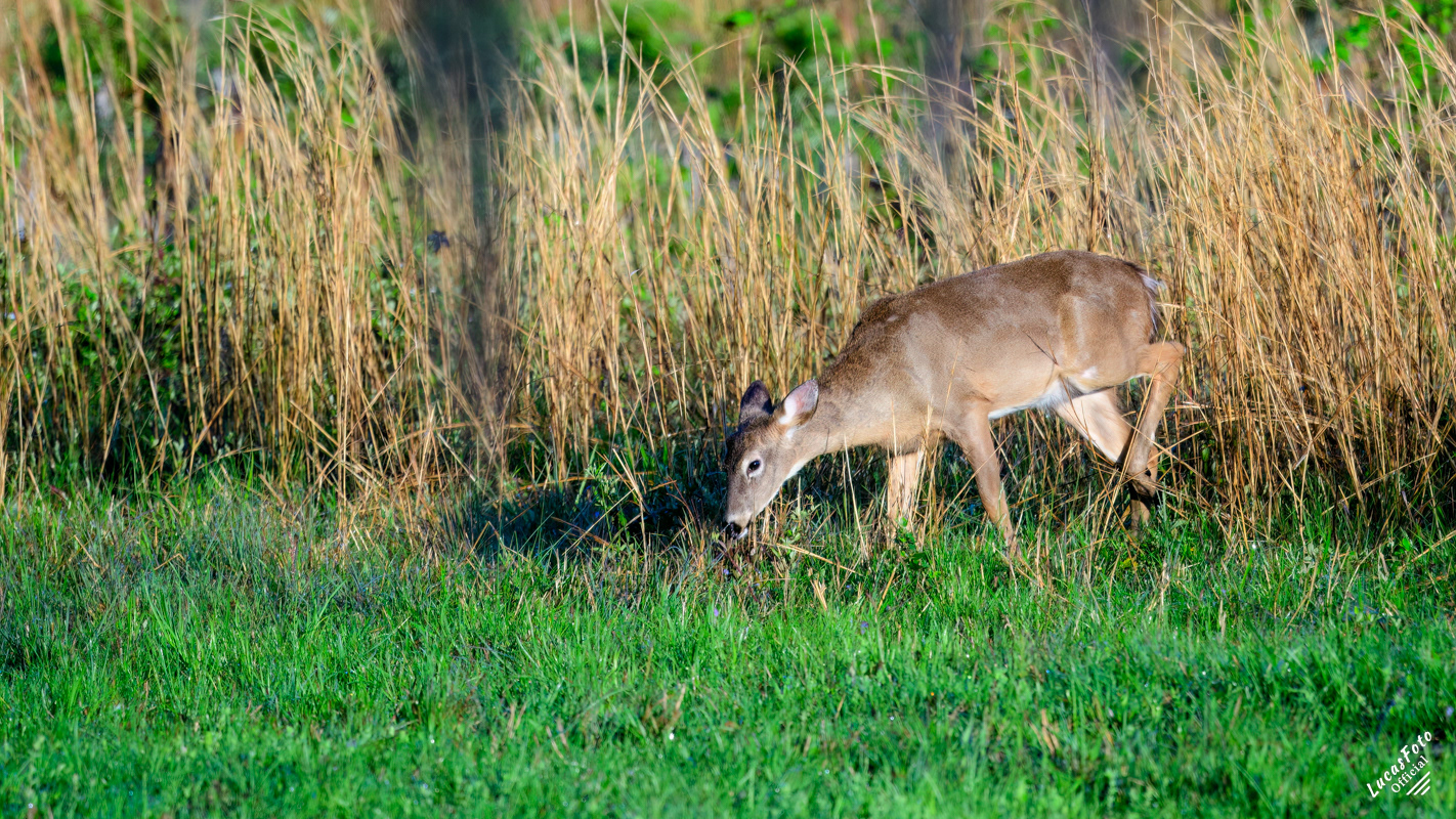 Whitetail