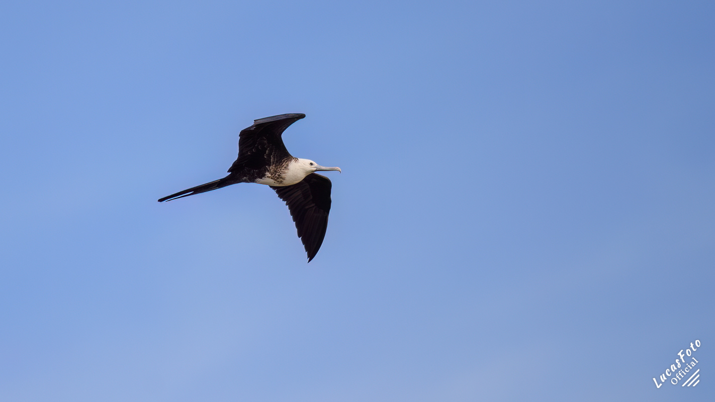 Magnificent Frigatebird
