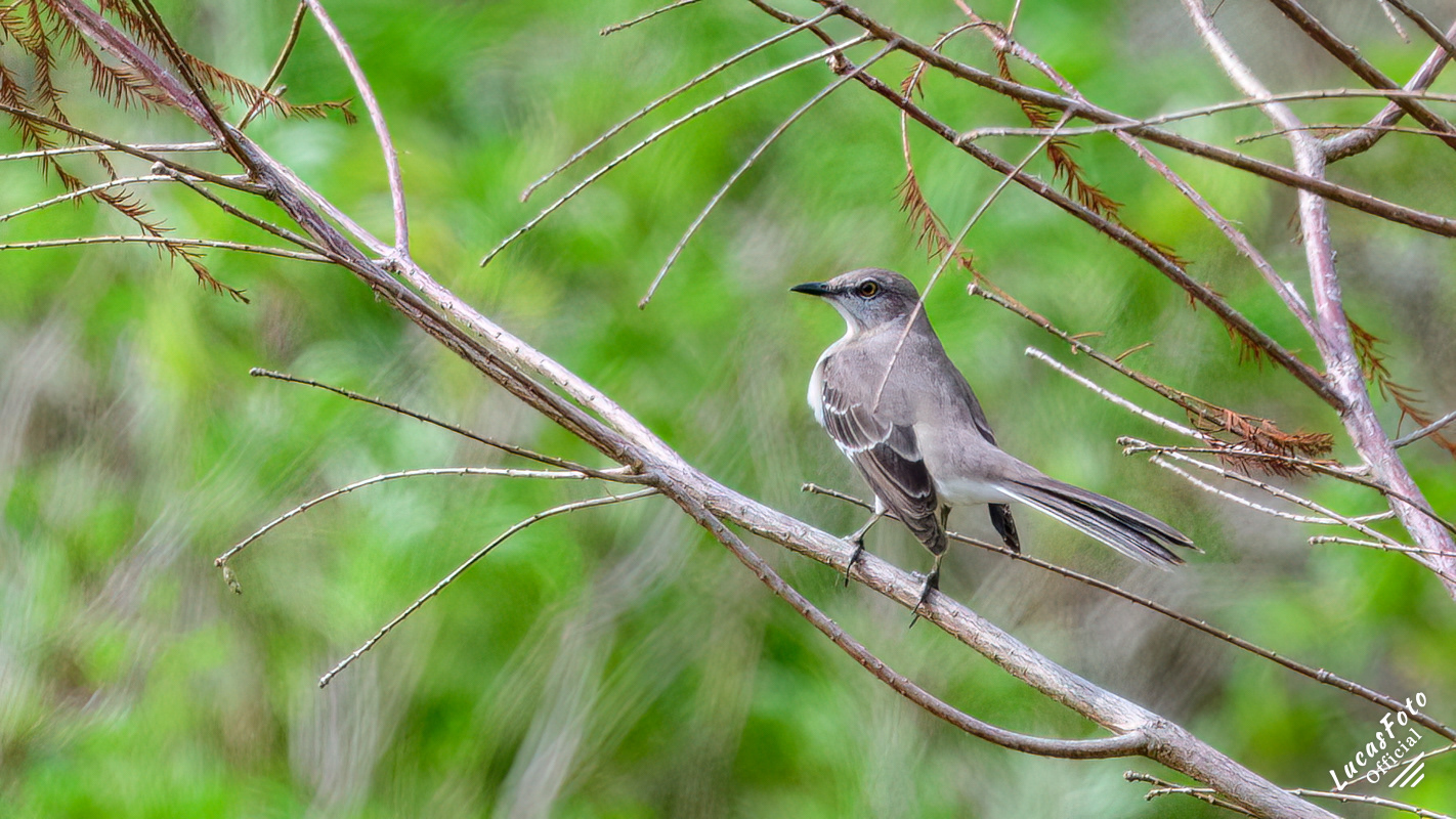 Northern Mockingbird