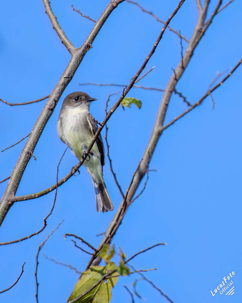 Eastern Phoebe