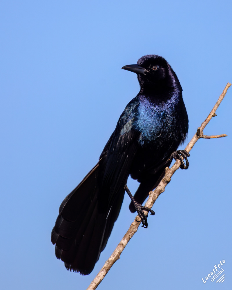 Boat-tailed Grackle