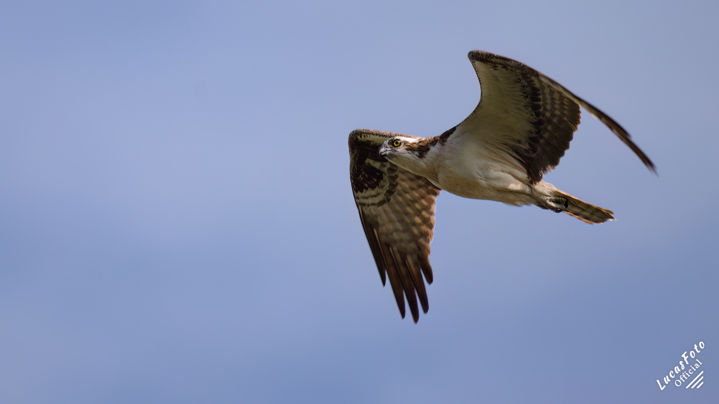 Osprey