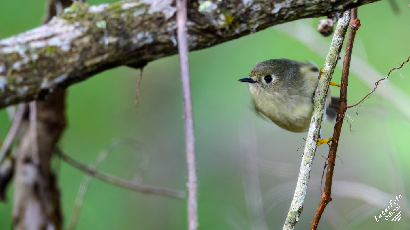 Ruby-crowned Kinglet