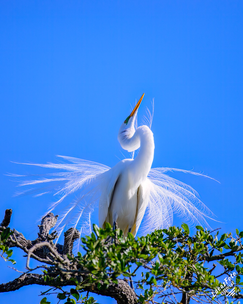 Great Egret