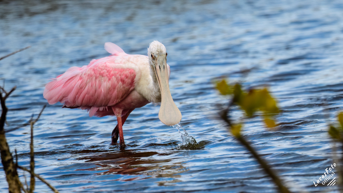 Roseate Spoonbill
