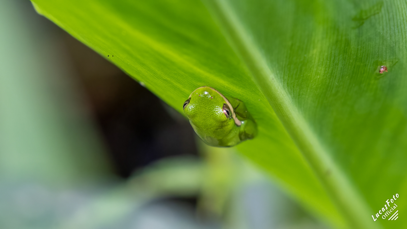 Green Treefrog