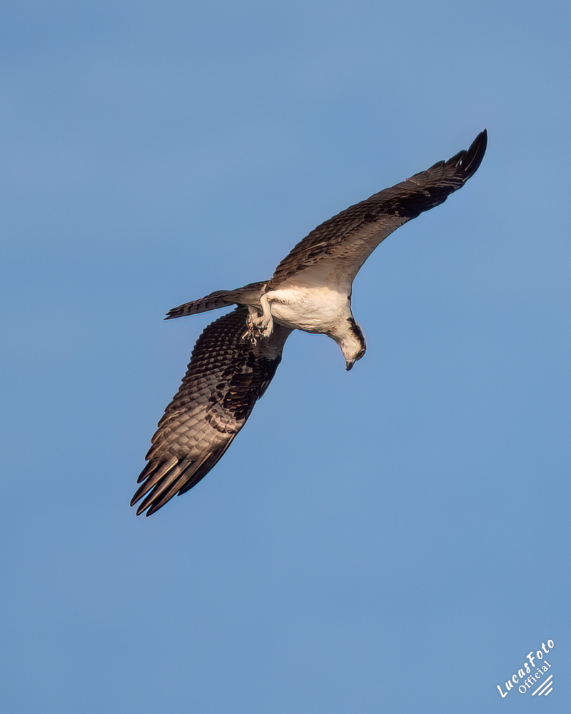 Osprey