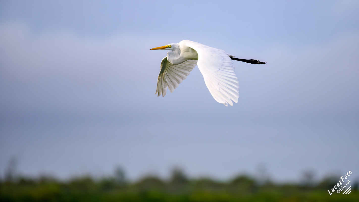 Great Egret