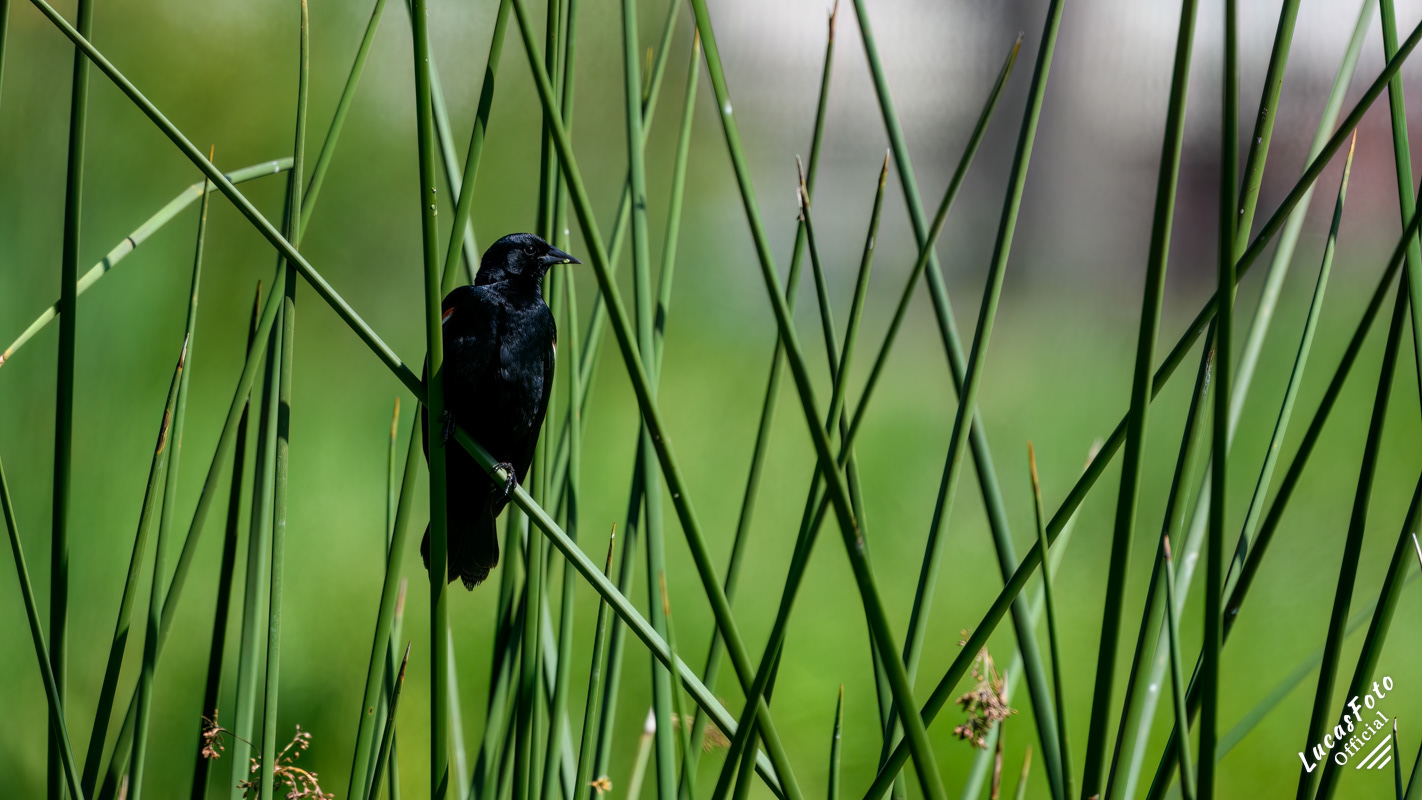 Red-winged Blackbird