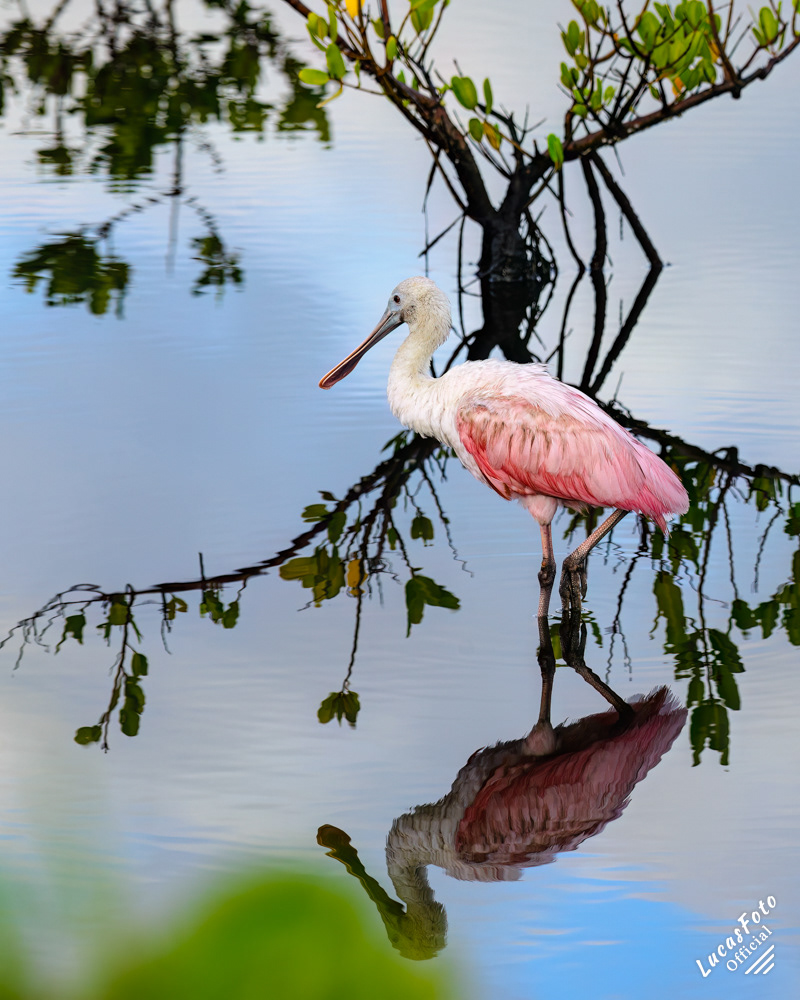 Roseate Spoonbill