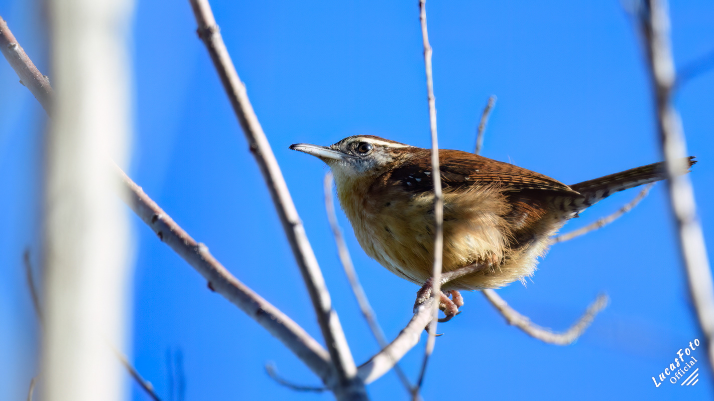 Carolina Wren