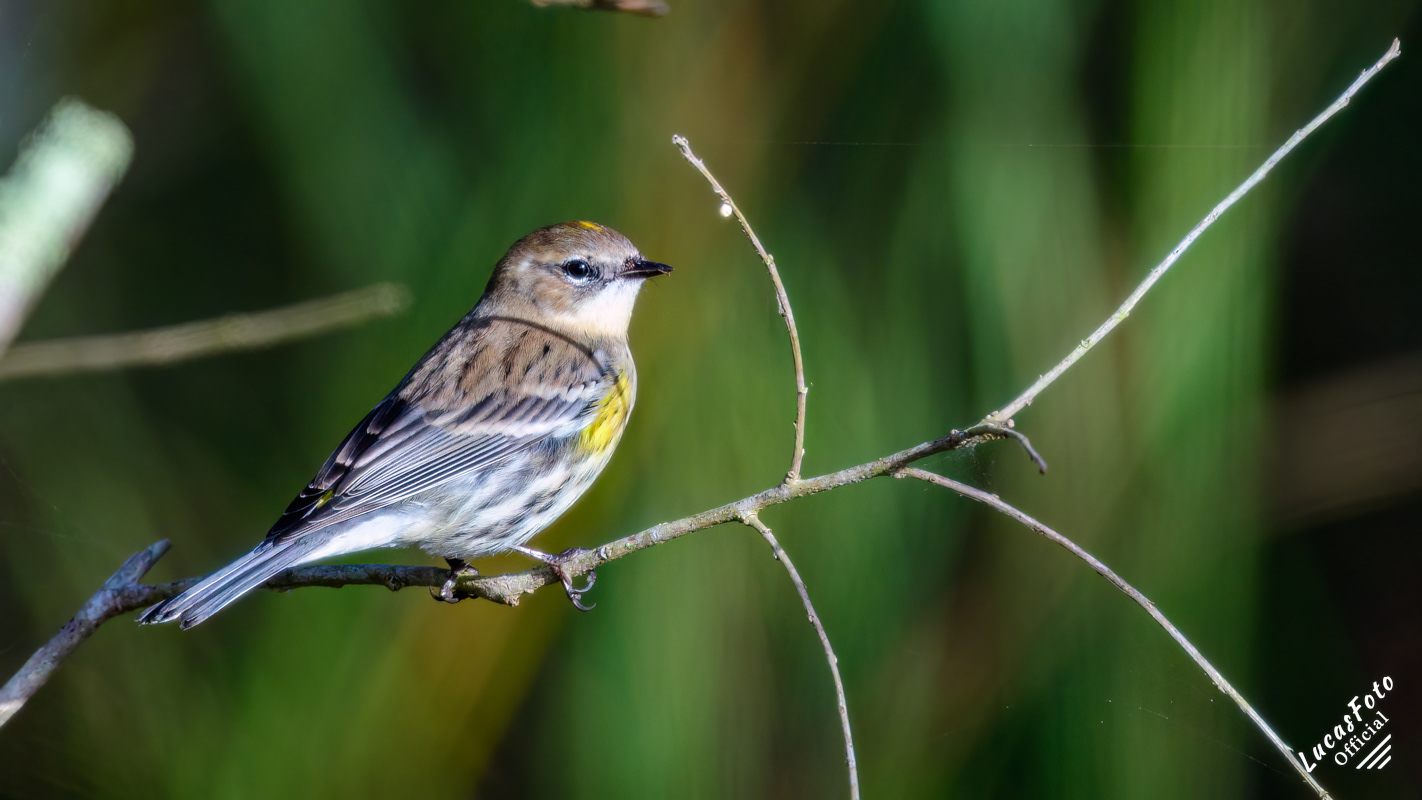 Yellow-rumped Warbler