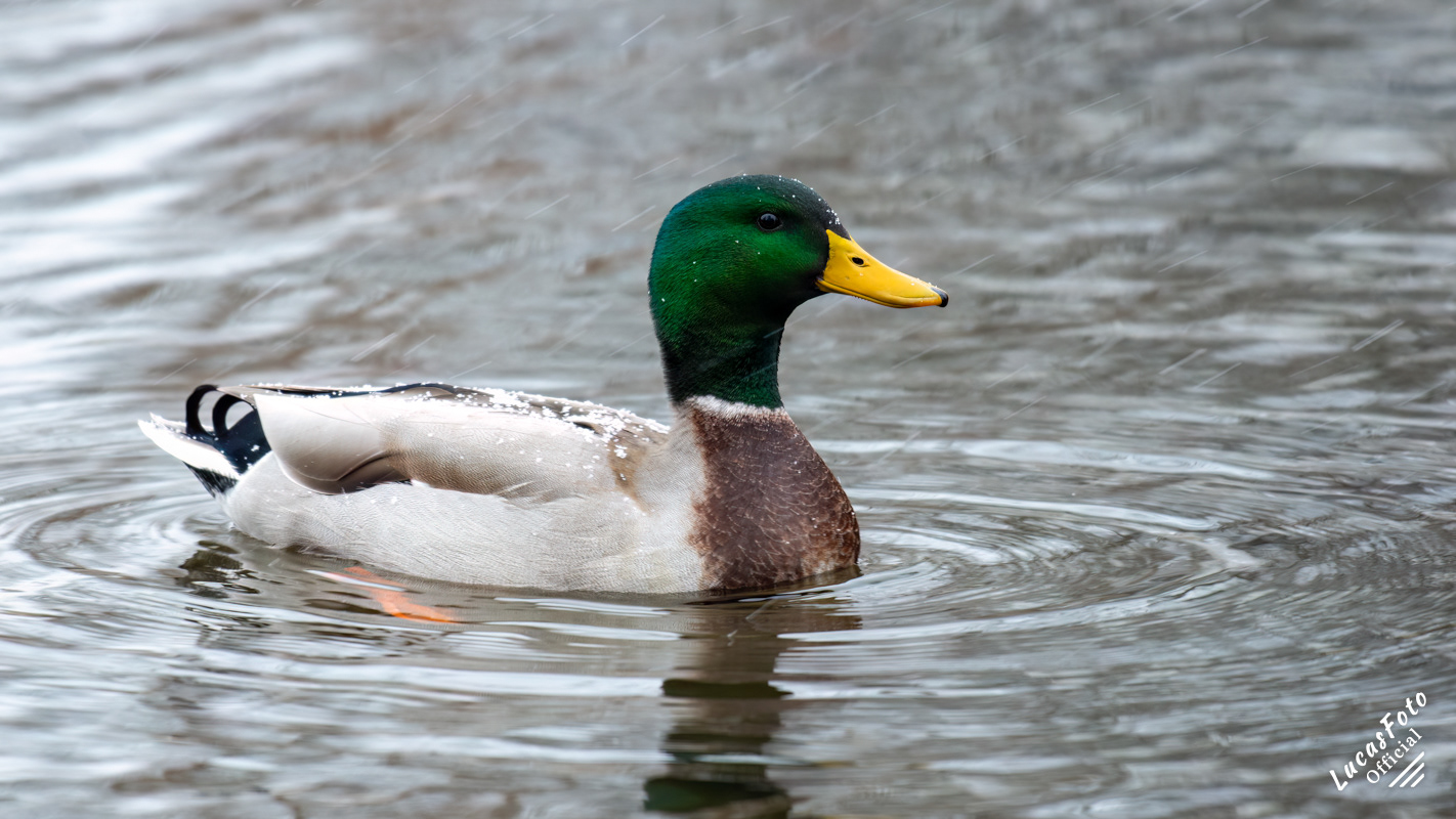 Mallard Duck